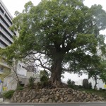 Cool Tree Near The Museum