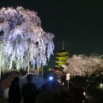 Toji and Cherry Blossoms