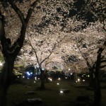 Cherry Blossoms at night