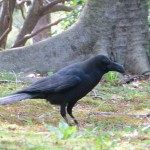 Raven in Kitanomaru Park