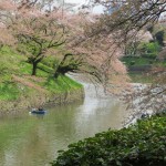 Cherry Blossoms Over The Water