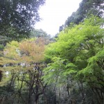 Forest outside Meiji Jingu