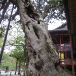 Awesome Tree at Tsurugaoka Hachiman-gū