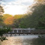 Pond at the Park