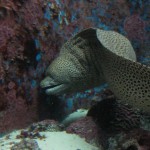 That's A Moray