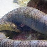 Sea Snake