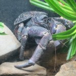 Coconut Crab