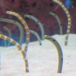 Garden Eels