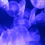 Moon Jellies