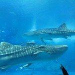 Whale Sharks!