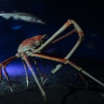 Japanese Spider Crab