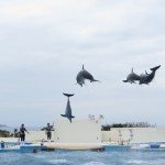 Flying Dolphins!