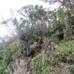 Jungle Cliffs 1